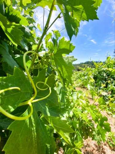 Closeup look on the leaves at a vineyard
