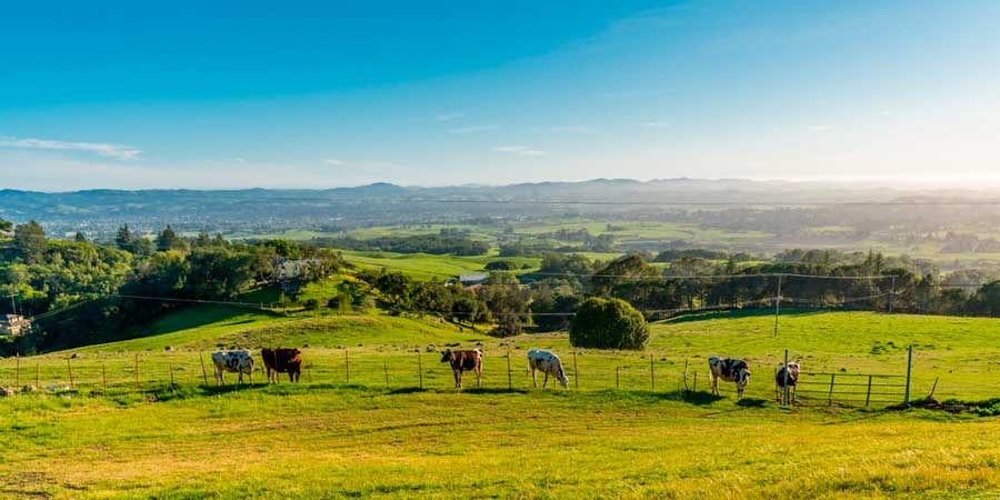 View of cows under the clear blue sky in Sonoma town