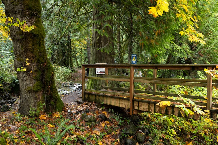 A wooden walkway among towering trees and lush greenery in Sooke Provincial Park, Vancouver Island