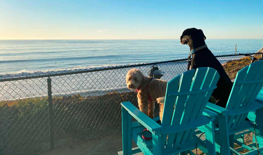 View of two dogs on a beach high chair enjoying the view