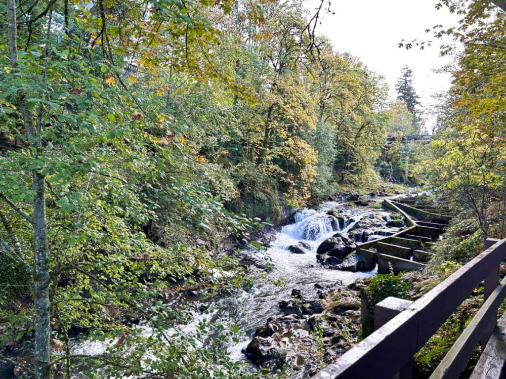 View of the fall foliage around Tumwater Falls Park