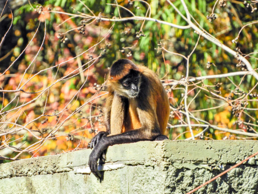 Closeup look of he Spider Monkey at the Baton Rouge Zoo