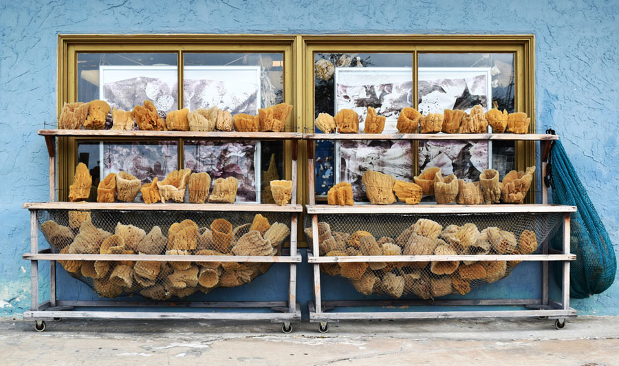 View of sea sponges hanging on a net