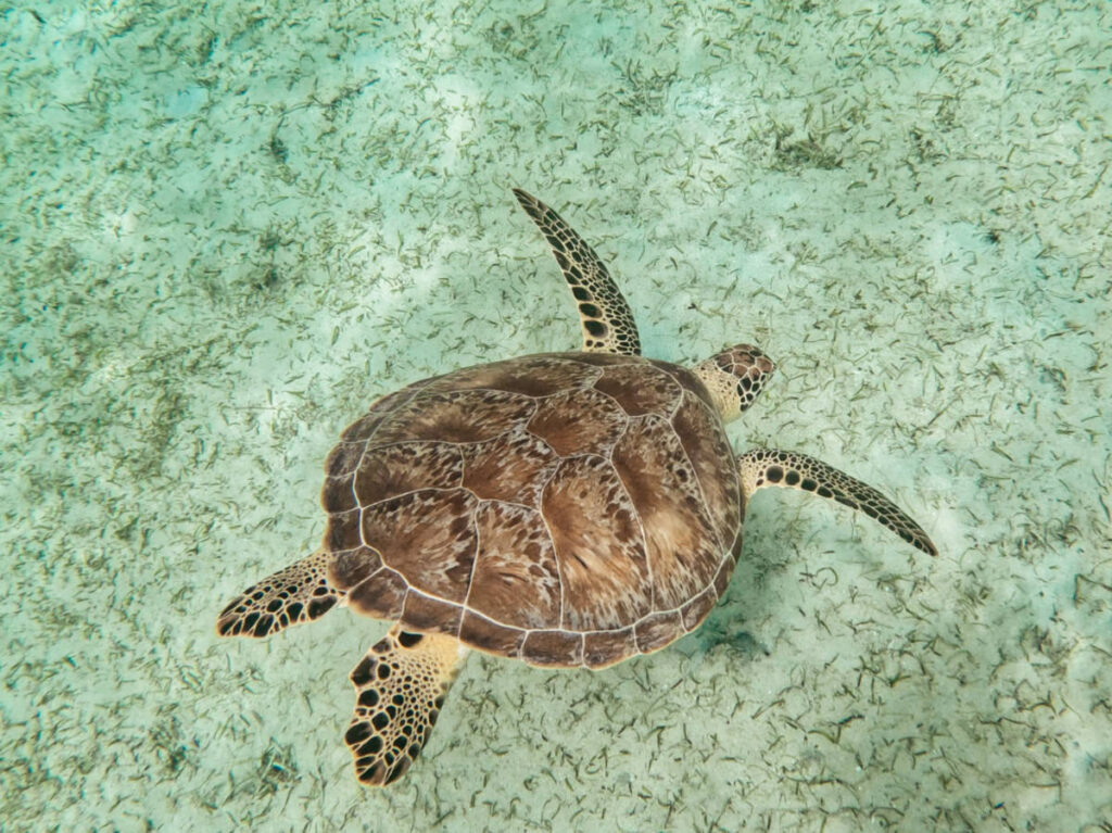 A spot turtle swimming under the water
