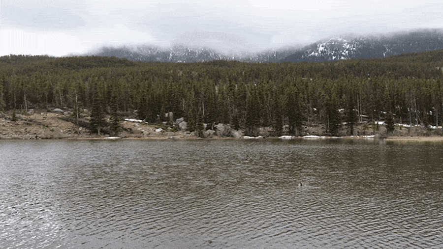 View of the calm water of Sprague Lake surrounded by greenery
