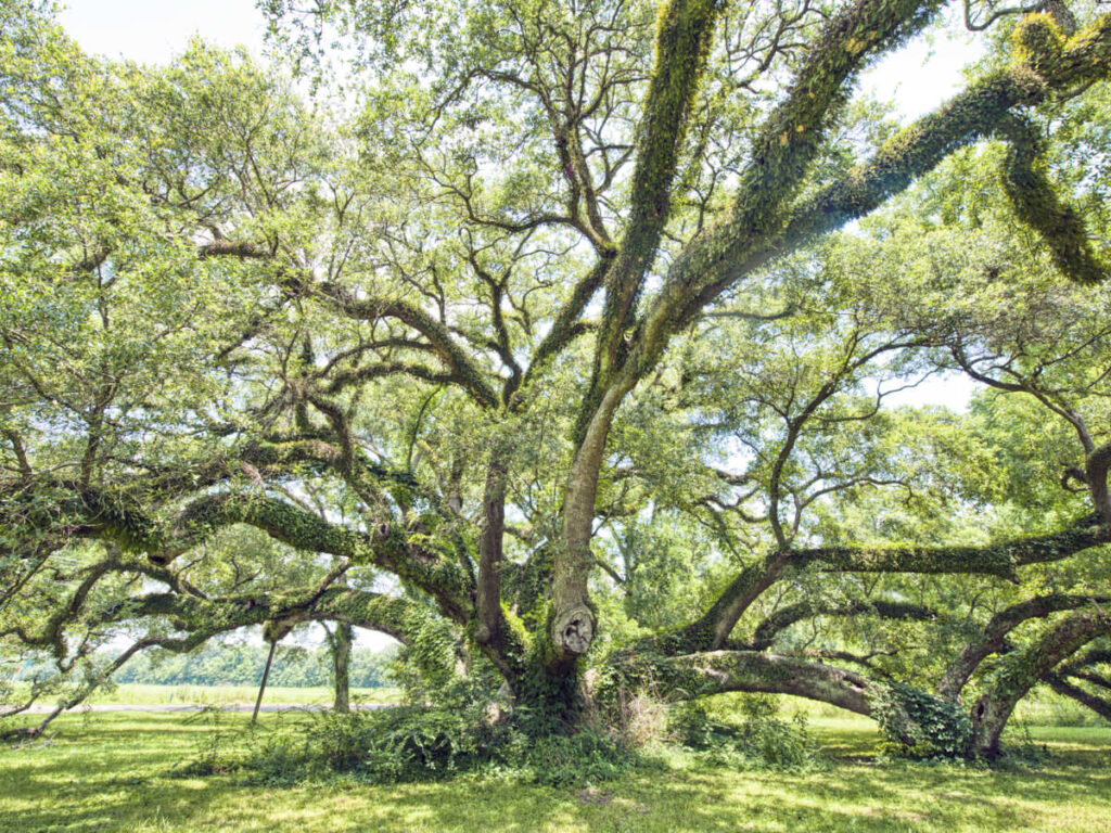 View of the lush and sprawling oak tree