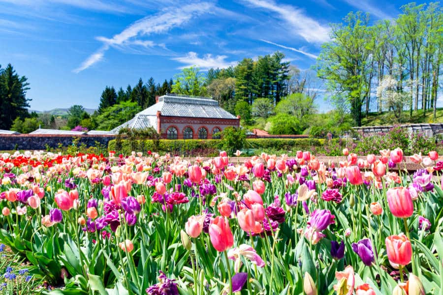 View of the blooming tulips at Biltmore Estate during the spring season
