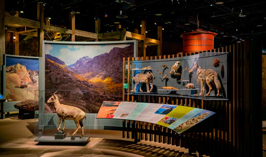 View of an exhibit inside the Springs Preserve