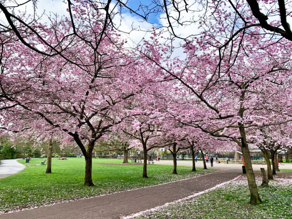 View of the cherry blossoms blooming in Ravenscourt Park during springtime