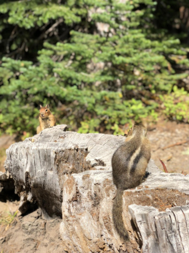 Squirrels wandering in Summerland