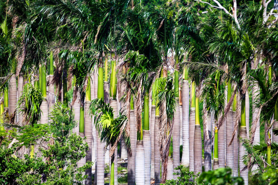 The palm tree grove in St. Croix, U.S. Virgin Islands