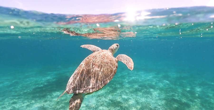 A sea turtle swimming under the clear water of the ocean