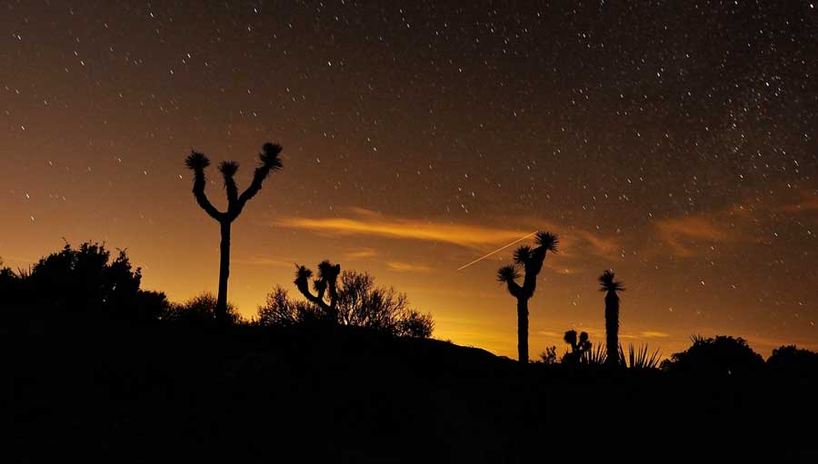 The colorful star in the night sky and Joshua Trees below it