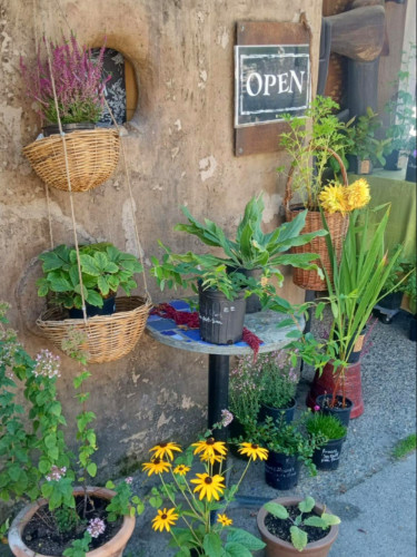Open sign and plants at the entrance of Morningside Organic Cafe