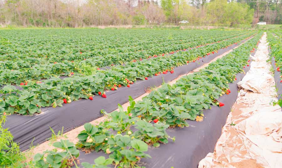 A strawberry farm field in Alvin, Texas