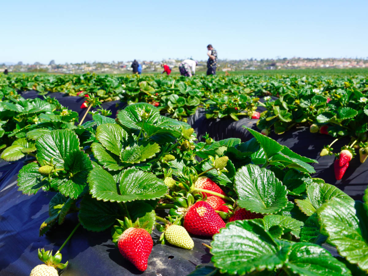 Families having fun on strawberry farm for strawberry picking season