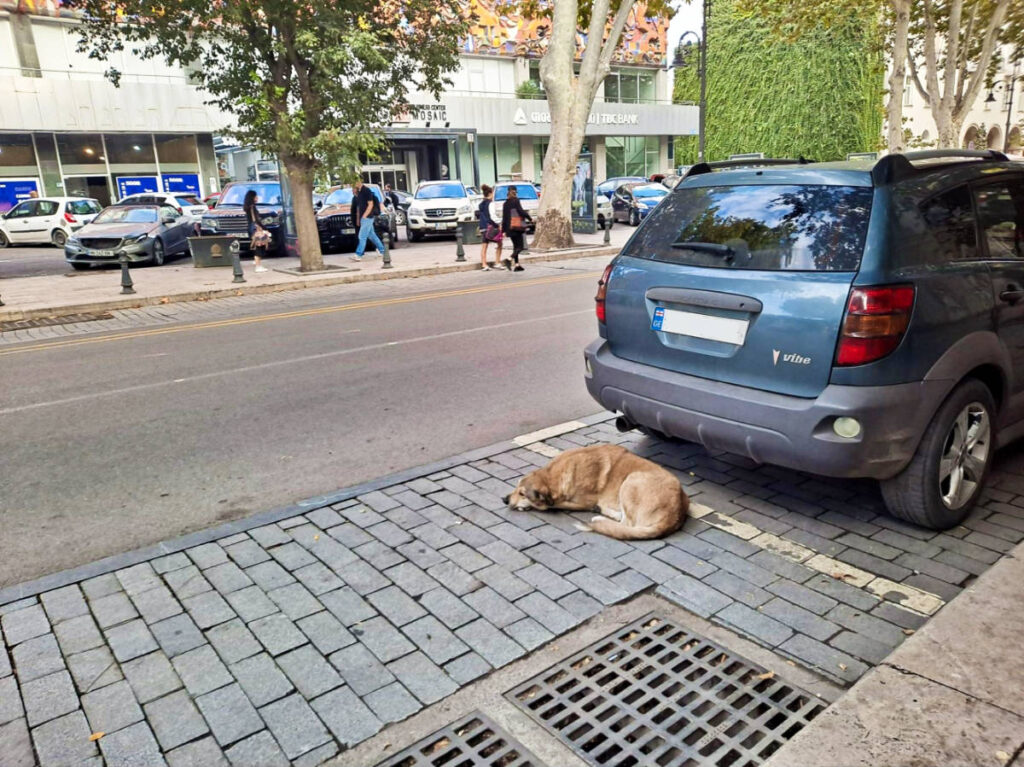 A dog lying below the parked car in the street of Tbilisi