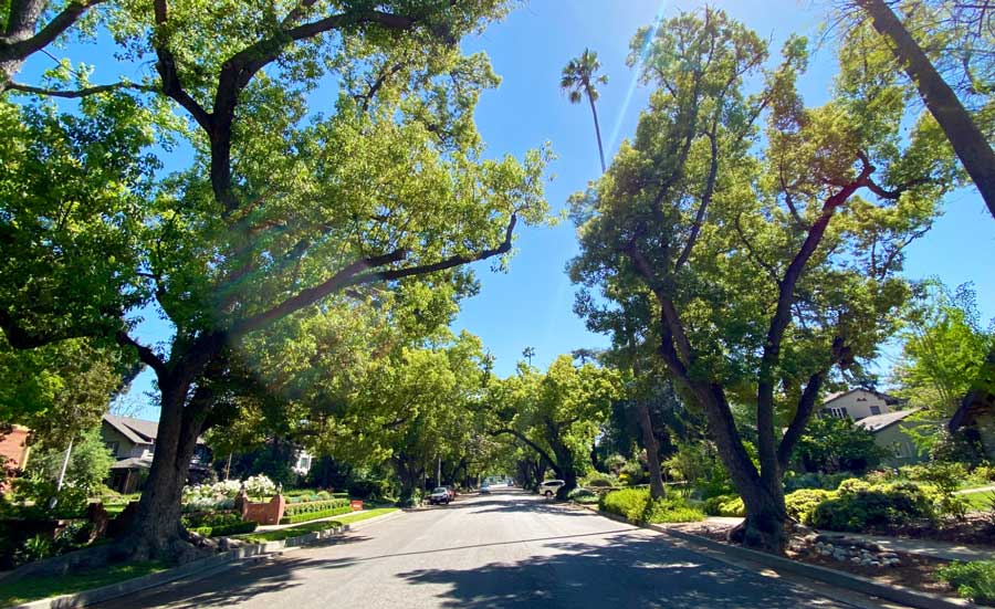 View of a street in Pasadena surrounded with trees