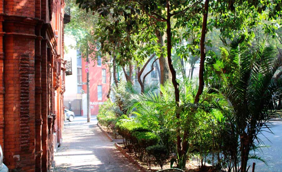 View of a Roma Street in Mexico City surrounded with trees