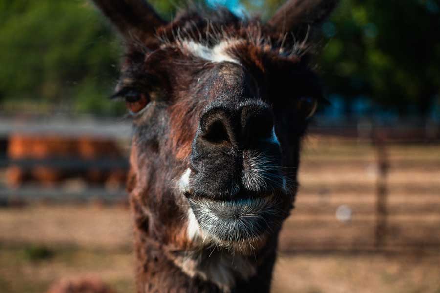 Close up view of a llama in Sugarplum Zoo