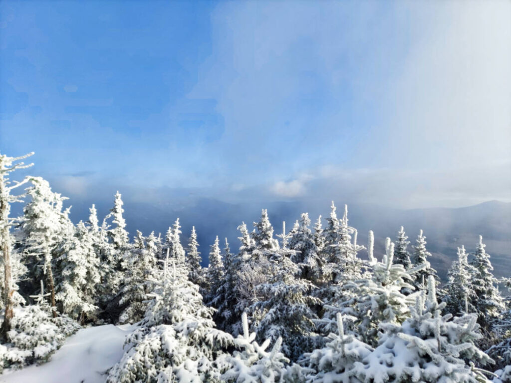View of the snow covered pine trees at Mount Tecumseh