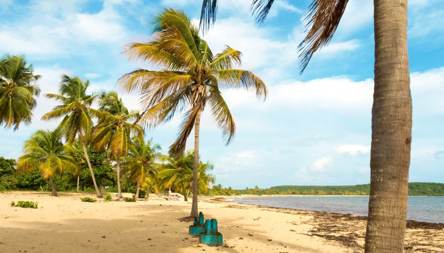 View of palm trees in the Sun Bay Beach