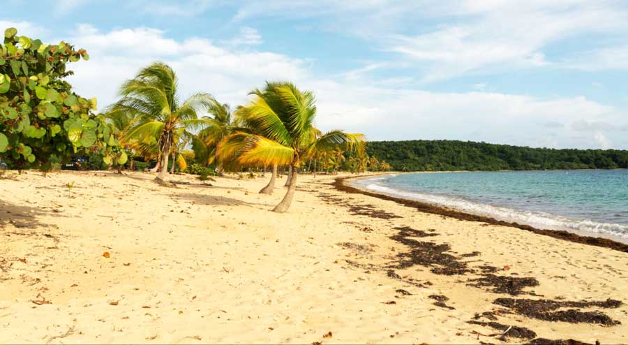 Palm trees on the Sun Bay Beach in Vieques
