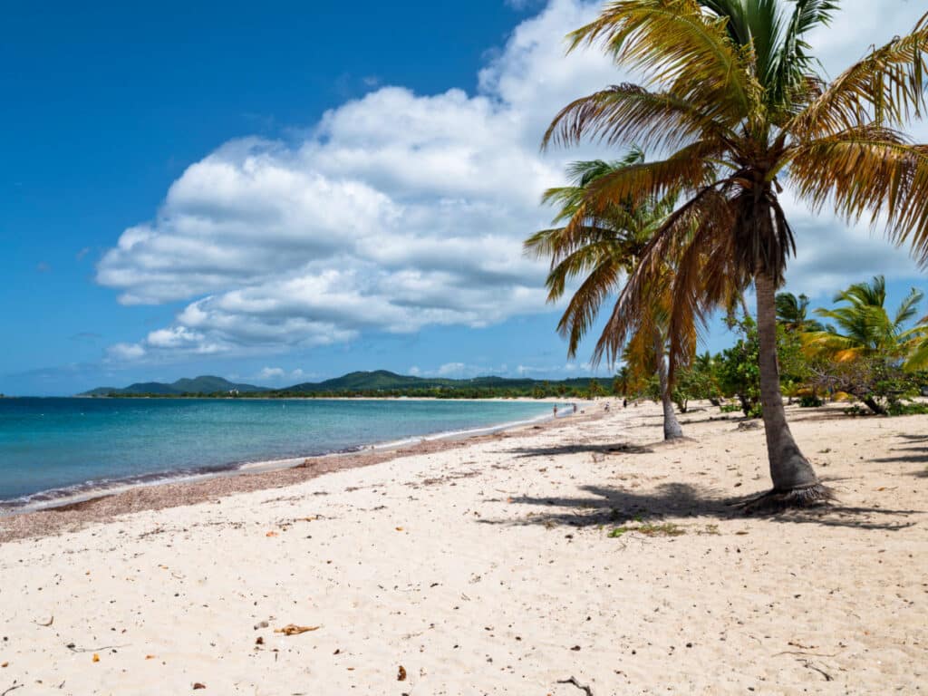View of the coconut trees lines along the shoreline and the deep blued calm water in Sun Bay Beach