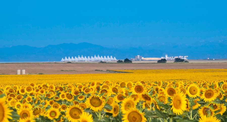 A sunflower field and the Denver International Airport from afar
