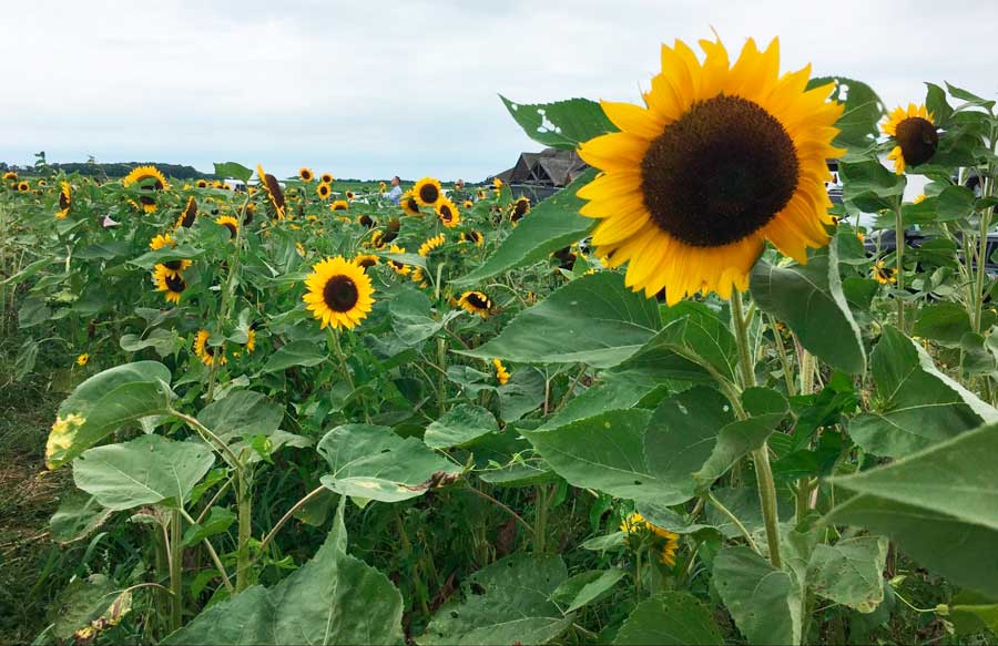 Sunflowers blooming during summer in Long Island