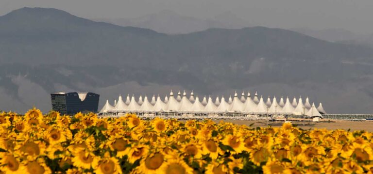 Close up view of a sunflower field and the Denver International Airport at the background