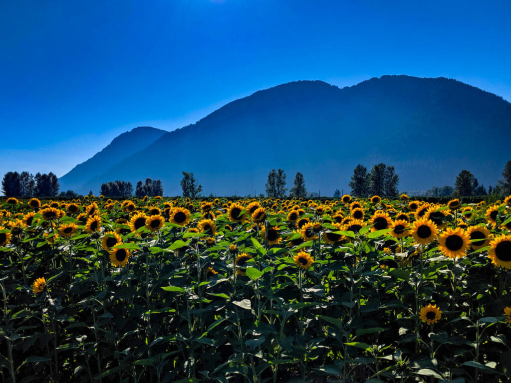 A breathtaking view of Agassiz's sunflower field with majestic mountains in the background