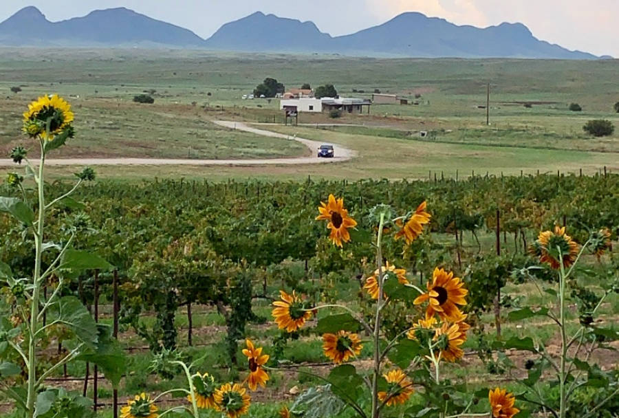 View during a wine tasting in Sonoita, Arizona