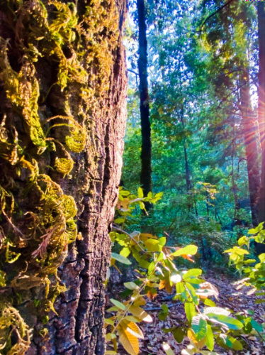 View of the sunlight through the trees at Armstrong Redwoods State Reserve