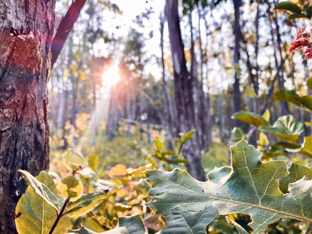 View of the sunlight through the Trees