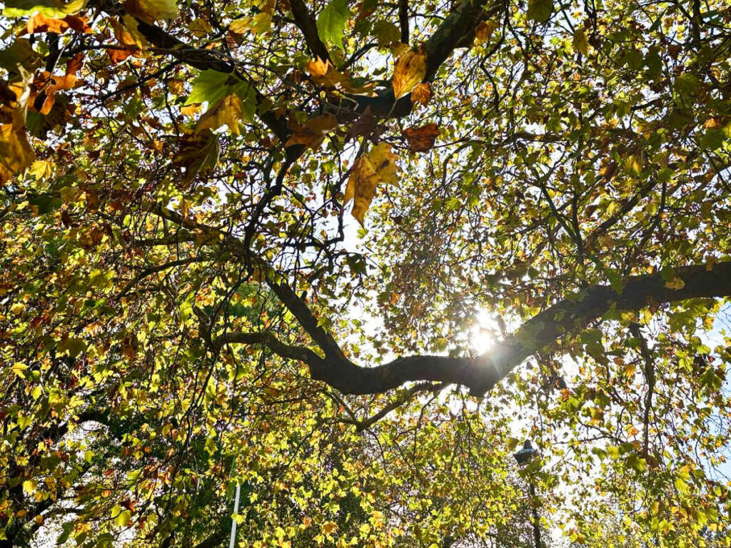 The sunlight peeking through the trees in Clapham Common