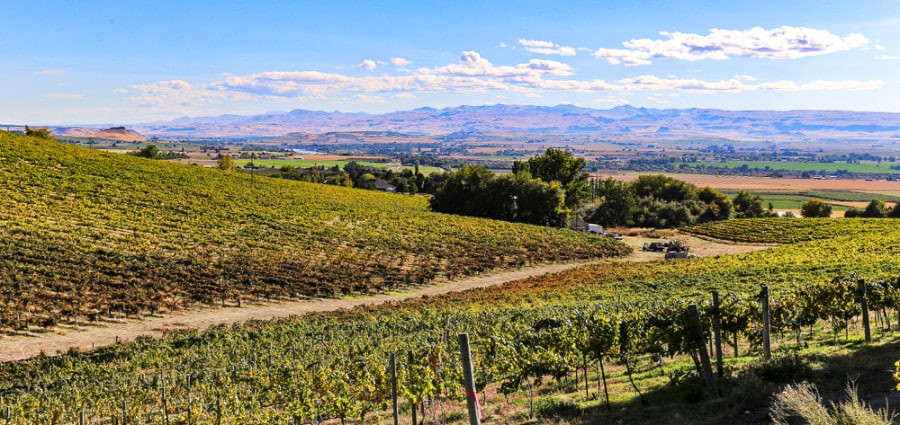 Beautiful view of the vineyards in the hills of Sunnyslope Wine Trail