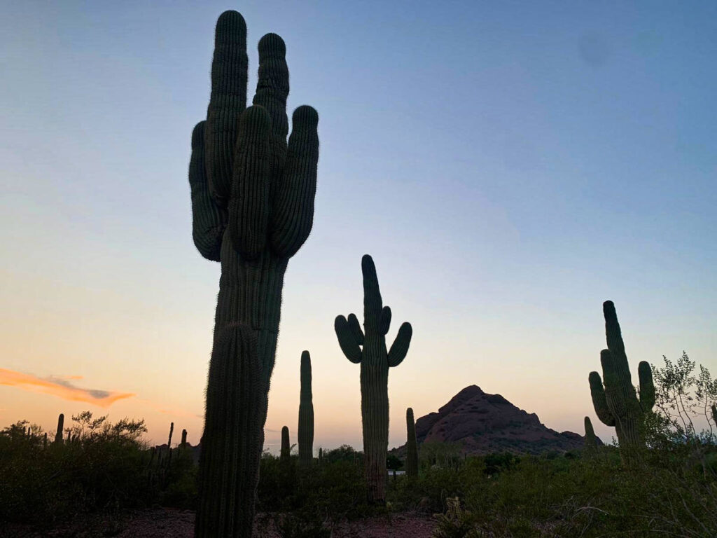 Scenic sunset views over the cacti