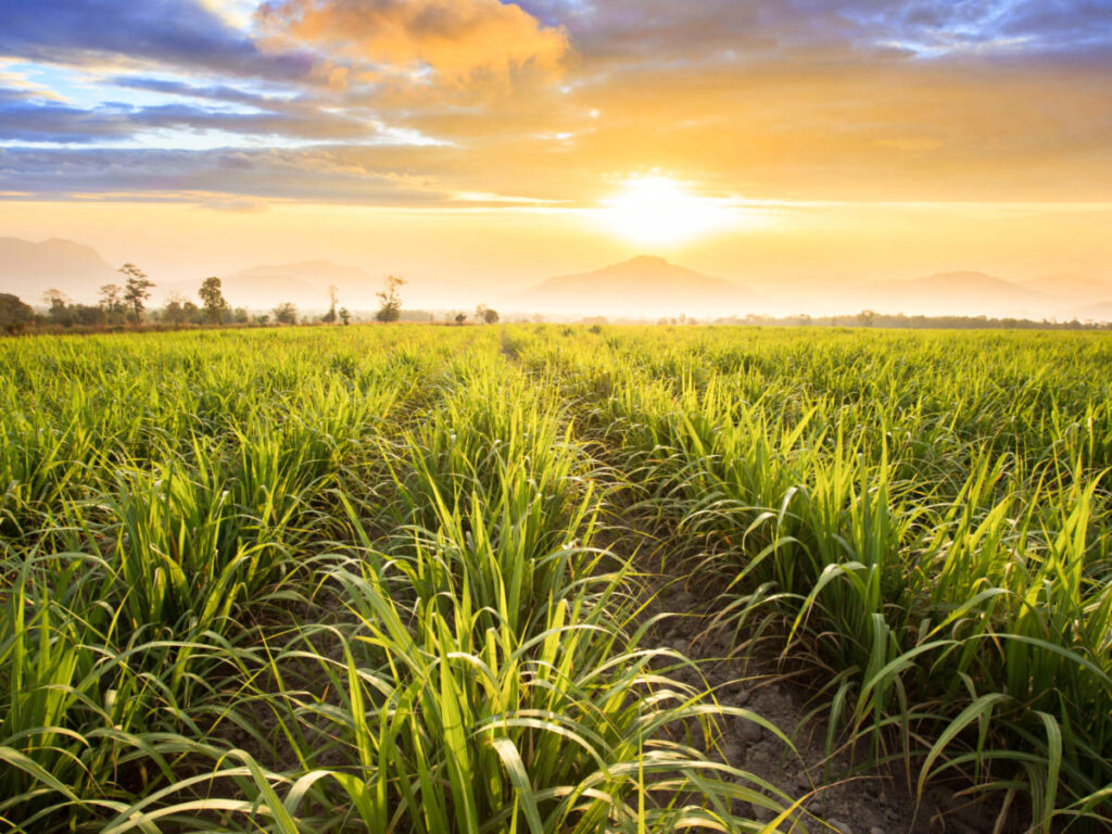 Scenic view of the sunset over the sugarcane field