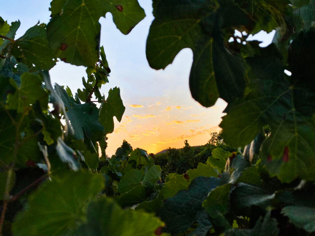 View of the beautiful sunset through the grapevines at Healdsburg vineyard