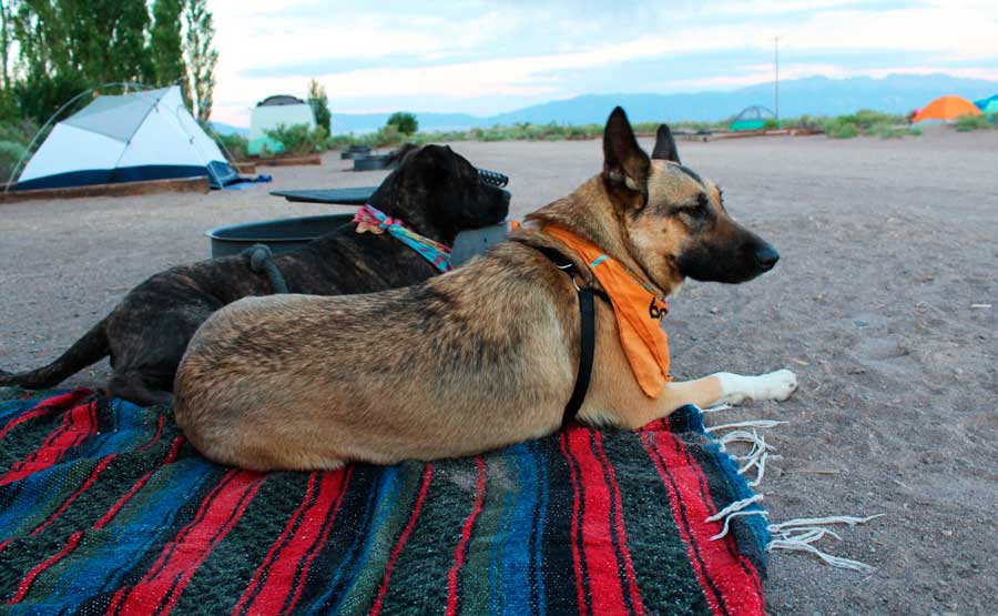 The author's dogs having their time in Sand Dunes Pool