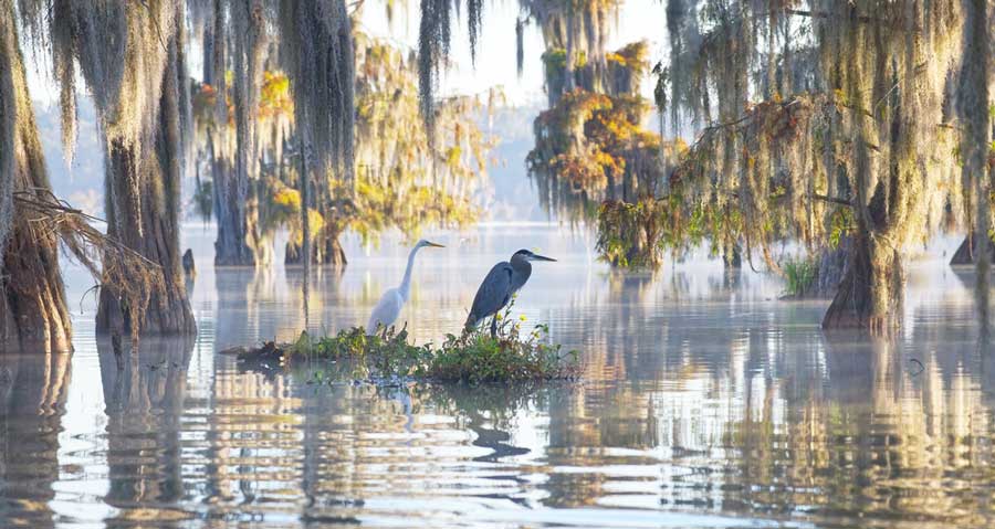 View of birds at the Swamps of Louisiana Bayous