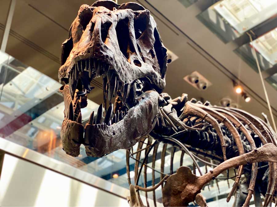 Close up view of a Tyrannosaurus Rex skeleton displayed inside the Natural History Museum of Los Angeles County