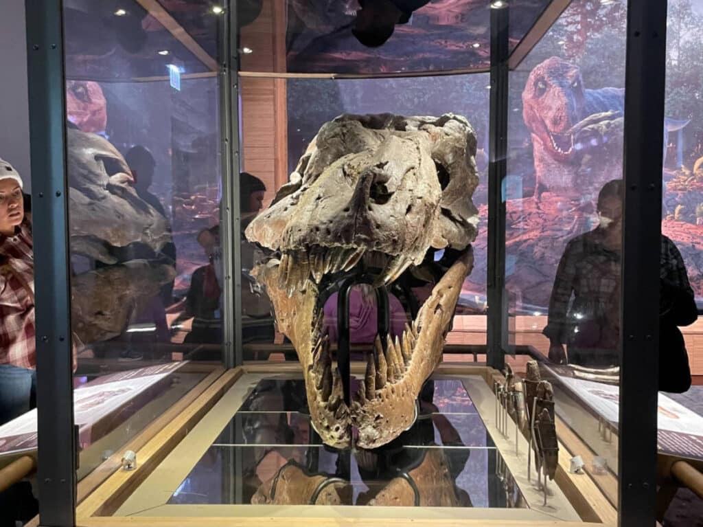 A T-Rex skull displayed at the Field Museum