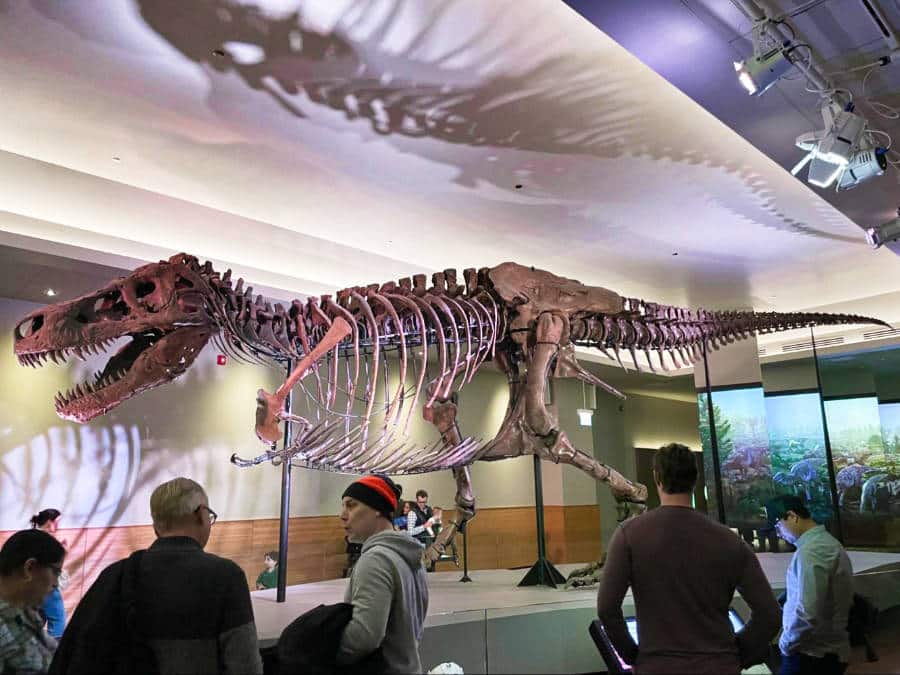 People checking out “Sue” the famous T-Rex in Field Museum