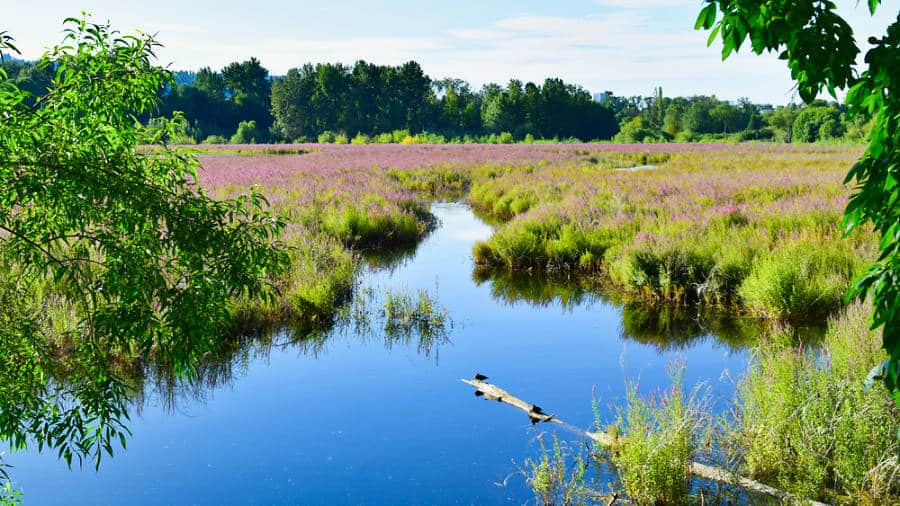 View of the tadpole pond at Oaks Bottom Wildlife Refuge