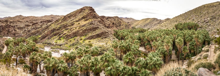 A beautiful landscape view of Palm Grove in Indian Canyons near Palm Springs, California.