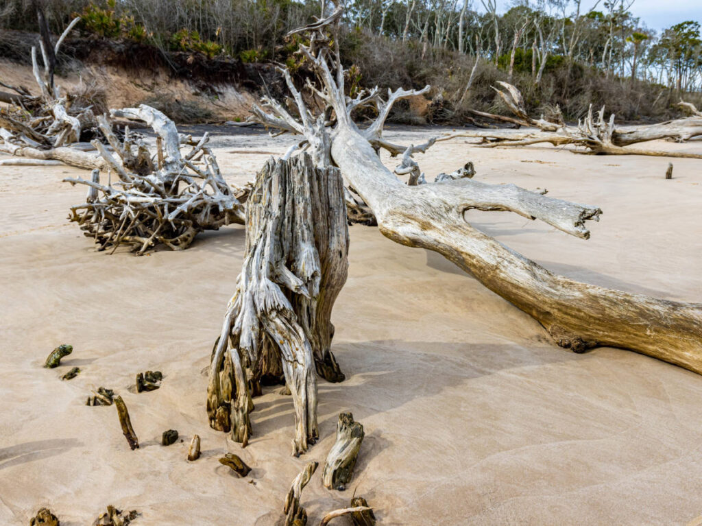 Tree trunks on a sand at Talbot Island State Parks