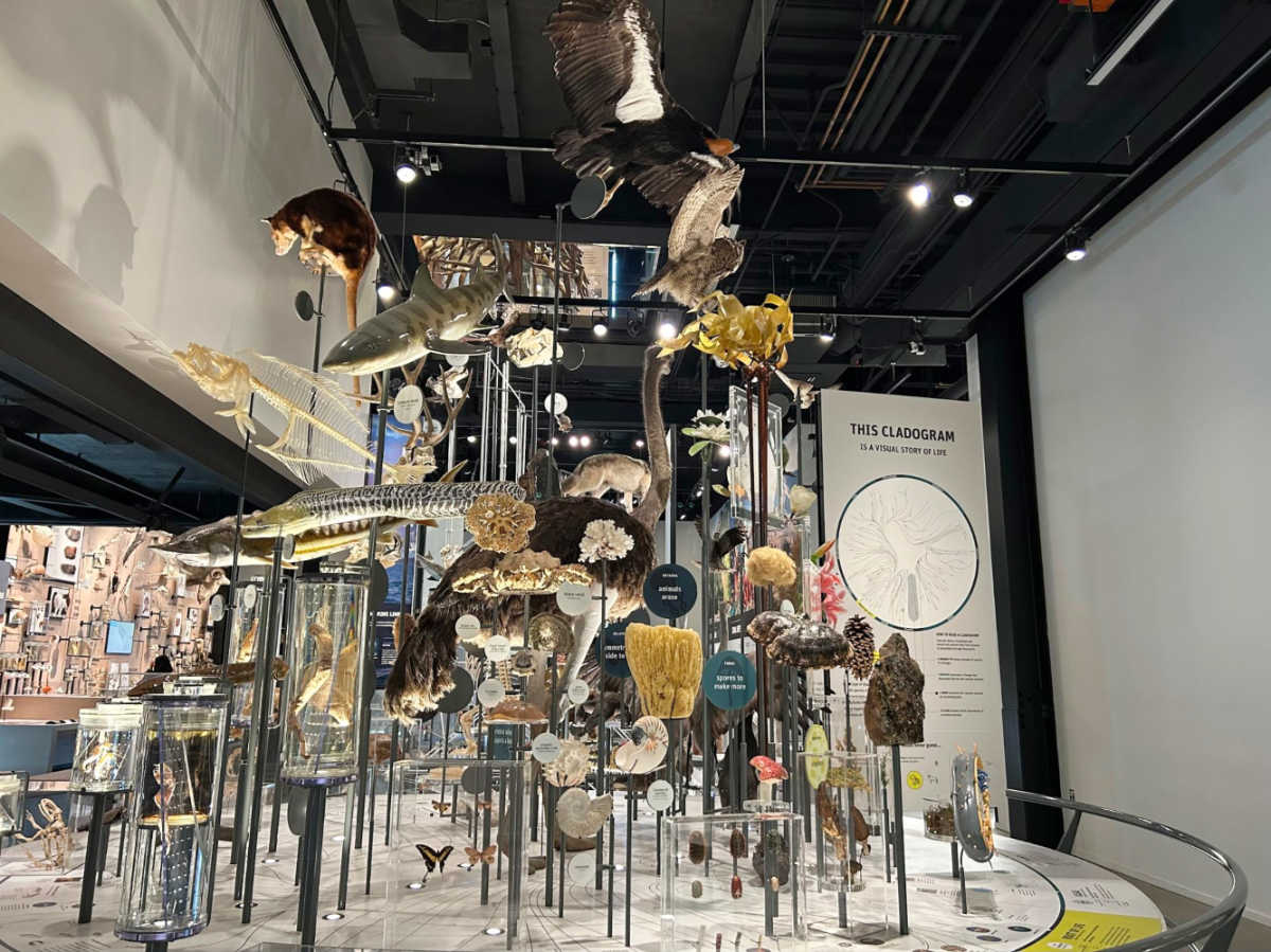 A display of various taxidermy animals inside the Burke Museum