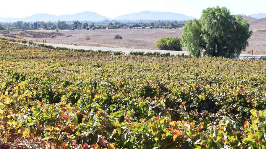 Landscape view of the vineyard with a large tree beside the road